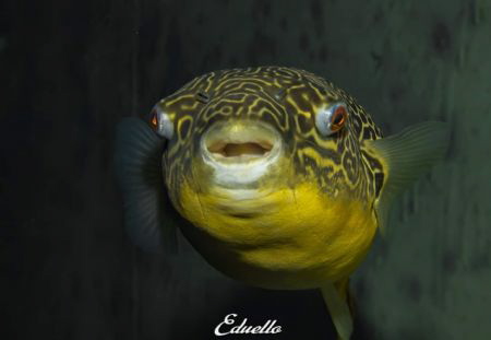 Zoetwaterkogelvis, Tetraodon mbu always smiling by Eduard Bello 