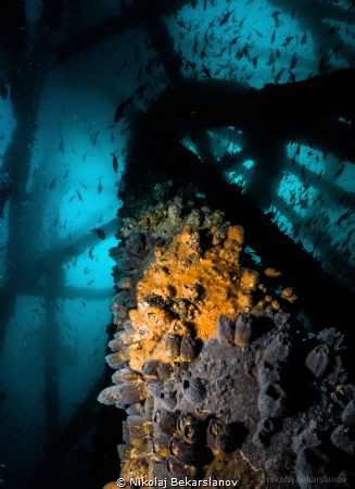 Diving off the coast of city Mancora offers a unique oppo... by Nikolaj Bekarslanov 