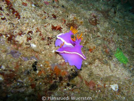 Mating - Hypselodoris apolegma - paarend by Hansruedi Wuersten 