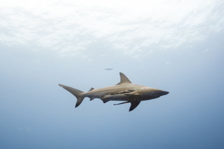 Oceanic Black Tip by Marco Calvani 