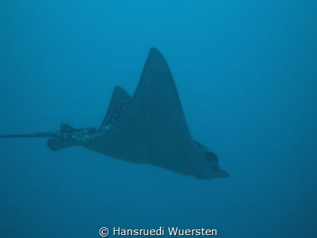 Pointed Eagelray by Hansruedi Wuersten 