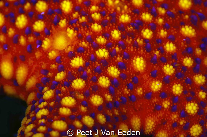 Baby Sea Star by Peet J Van Eeden 