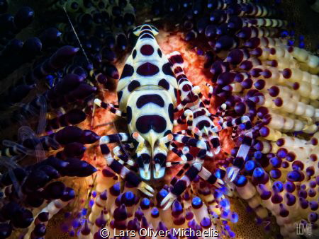 Coleman shrimps - Lembeh Strait by Lars Oliver Michaelis 
