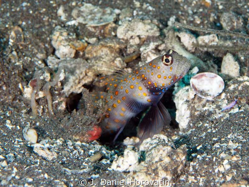 Goby on the look out by J. Daniel Horovatin 