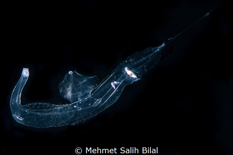 Sea elephant (Pterotracheoidea). by Mehmet Salih Bilal 
