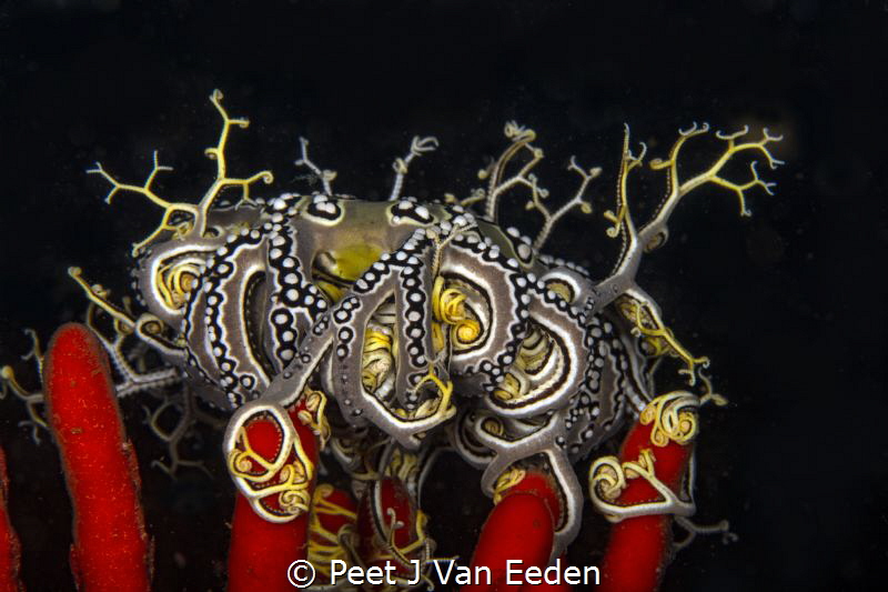 Crown Jewel

Basket star on Palmate fan by Peet J Van Eeden 