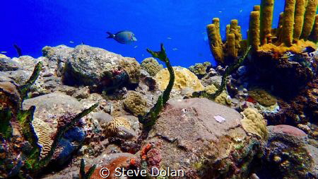 “Reef Life”  A snapshot of Varied life on a reef. Taken i... by Steve Dolan 