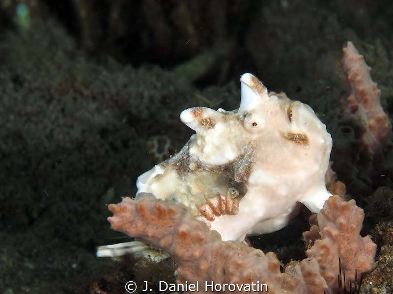 Frogfish wait its prey. by J. Daniel Horovatin 
