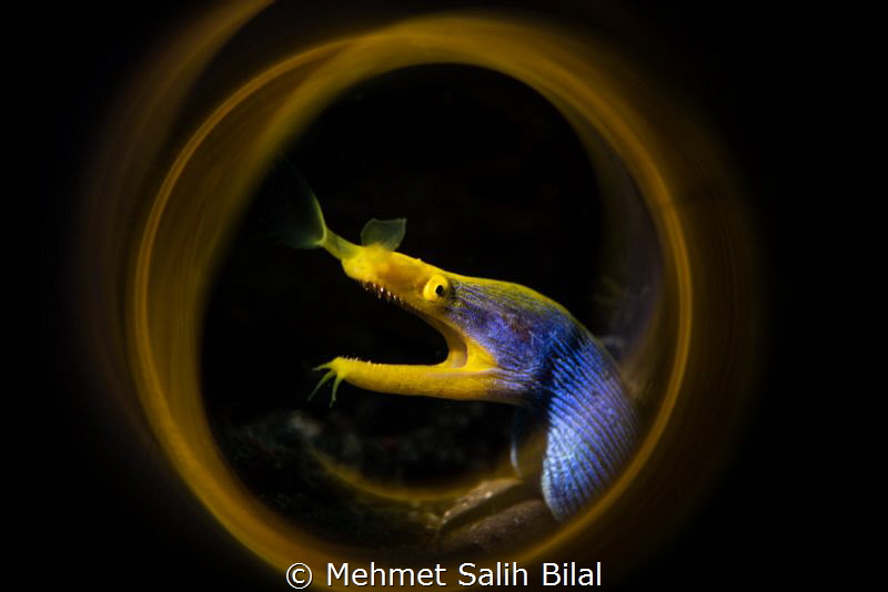 Ribbon in ribbon. by Mehmet Salih Bilal 