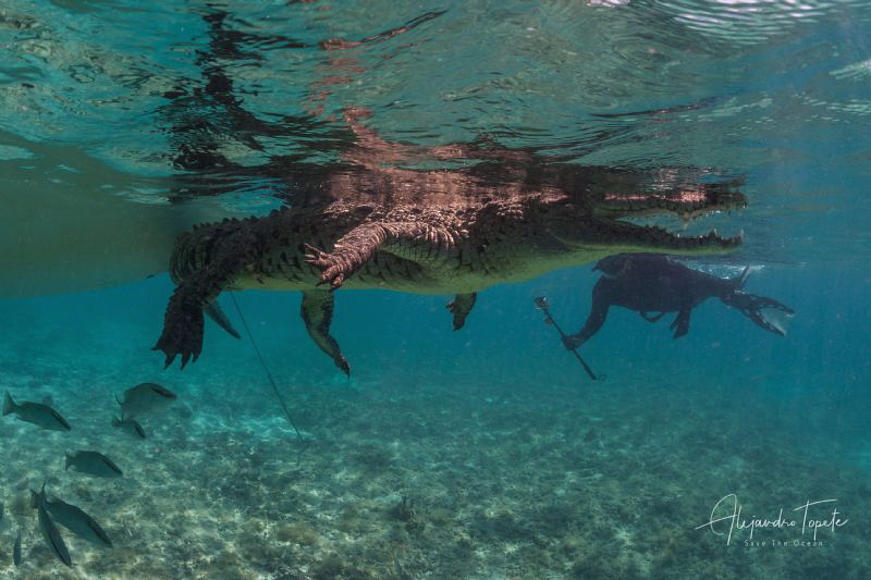 Cocodrile with Roger, Gardens of the Queen Cuba by Alejandro Topete 