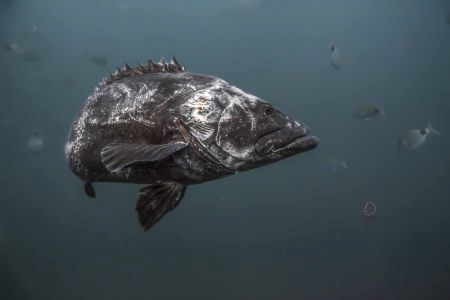 Potato bass 1 by Marco Calvani 