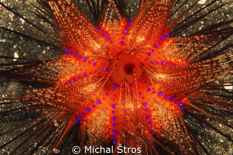 Radiant Sea Urchin by Michal Štros 