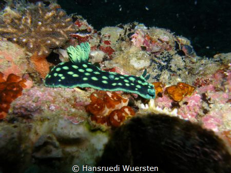 Phanerobranch Dorids by Hansruedi Wuersten 