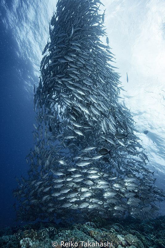 We can encounter big Jackfish school at sea of Aguni Isla... by Reiko Takahashi 