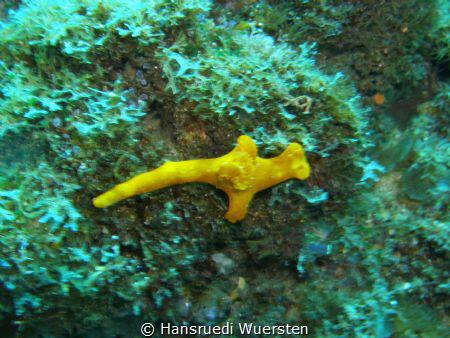 Lemon Nudibranch by Hansruedi Wuersten 