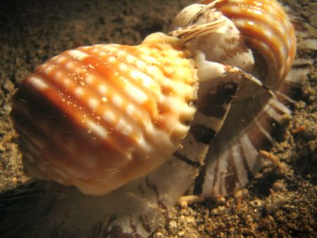 traveling shells
just used a flash light during a night ... by Michelle Tinsay 