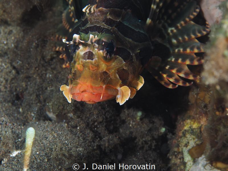 My what lovely lips you have by J. Daniel Horovatin 