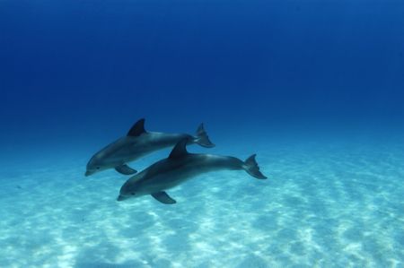 Sally K Davies from Stuart Cove's Fin Photo captured thes... by Sally K Davies 
