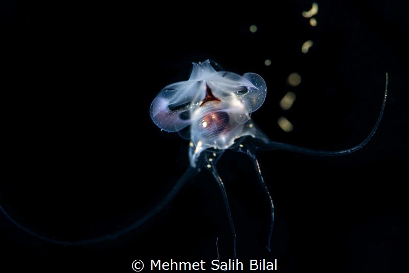 Sea butterfly- Pteropod by Mehmet Salih Bilal 