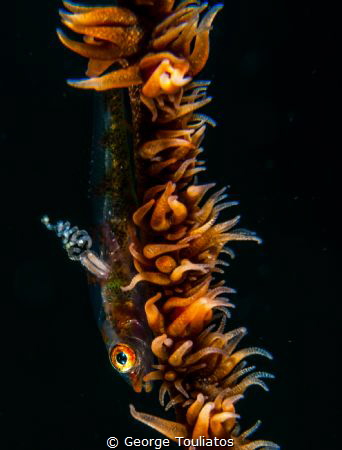 Parasite ride!!! by George Touliatos 