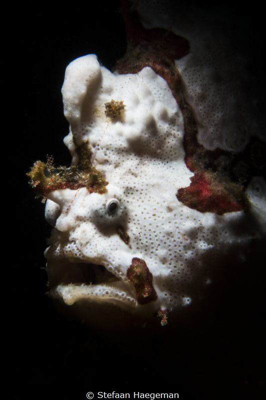 Frogfish by Stefaan Haegeman 