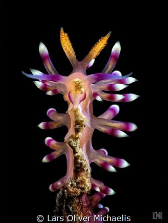 Flabellina exoptata 
Lembeh Strait, Northsulawesi by Lars Oliver Michaelis 