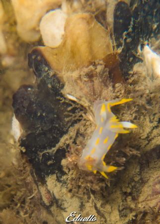 Harlekijnslak, Polycera quadrilineata by Eduard Bello 
