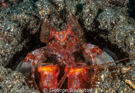 Mantis Shrimp!!! by George Touliatos 