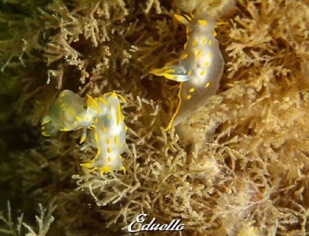 Harlekijnslak, Polycera quadrilineata by Eduard Bello 