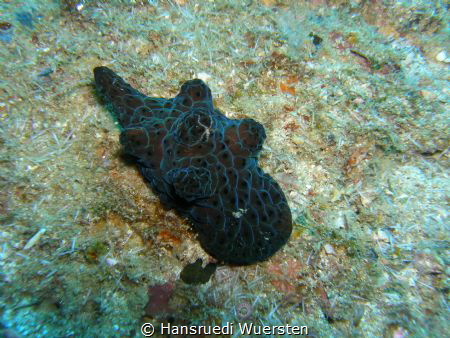 Network Lamellaria / Black Velutinid - with litte Brittle... by Hansruedi Wuersten 