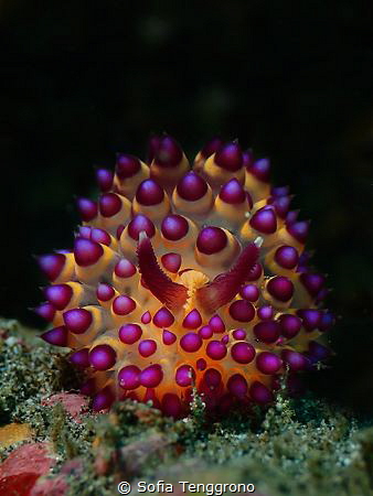 Janolus sp. by Sofia Tenggrono 