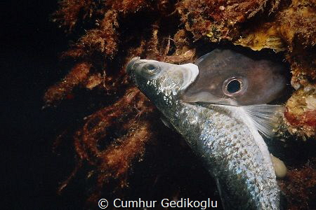 Conger Conger
Conger eel is feeding. by Cumhur Gedikoglu 