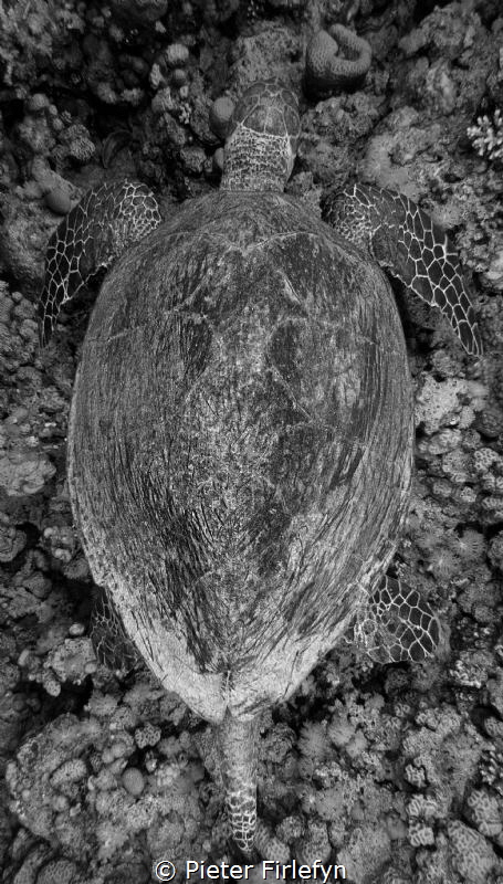 Hawksbill by Pieter Firlefyn 
