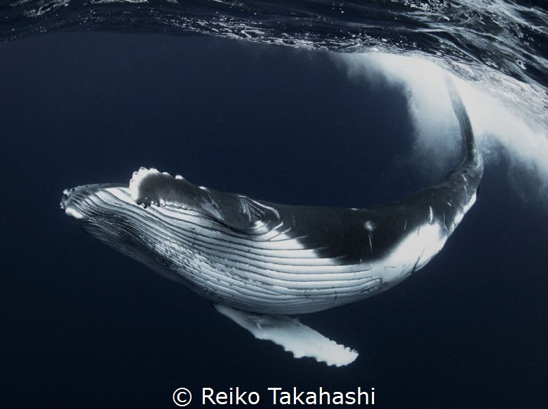 This energetic boy was very artistic. His dance was like ... by Reiko Takahashi 