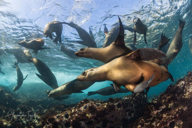 Colony of Joung  Sea Lions, Bahia Magdalena México by Alejandro Topete 