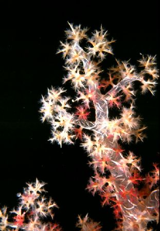 'FOURTH of JULY' Soft study. Housed Nikon F; Niko Mar III... by Rick Tegeler 