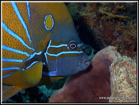 This Blue Ringed angel fish was ready to feed on the spon... by Yves Antoniazzo 