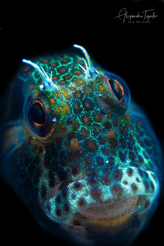 Blenny Green in black, La Paz México by Alejandro Topete 