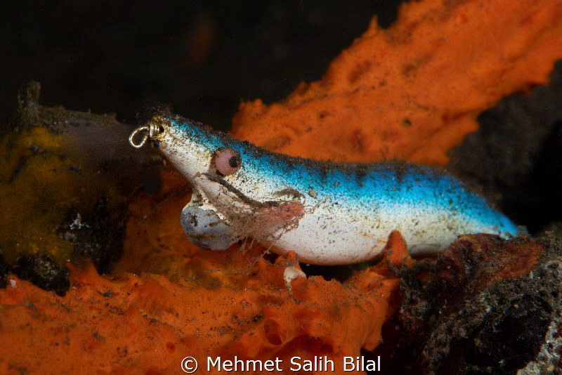 Eye contact! I couldn't learn the name of this fish. by Mehmet Salih Bilal 