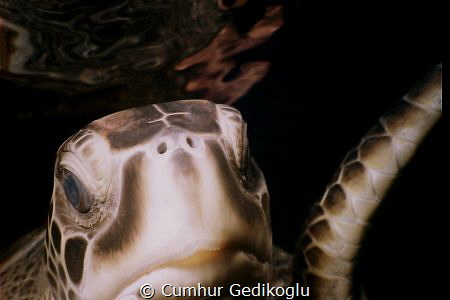 Caretta caretta by Cumhur Gedikoglu 