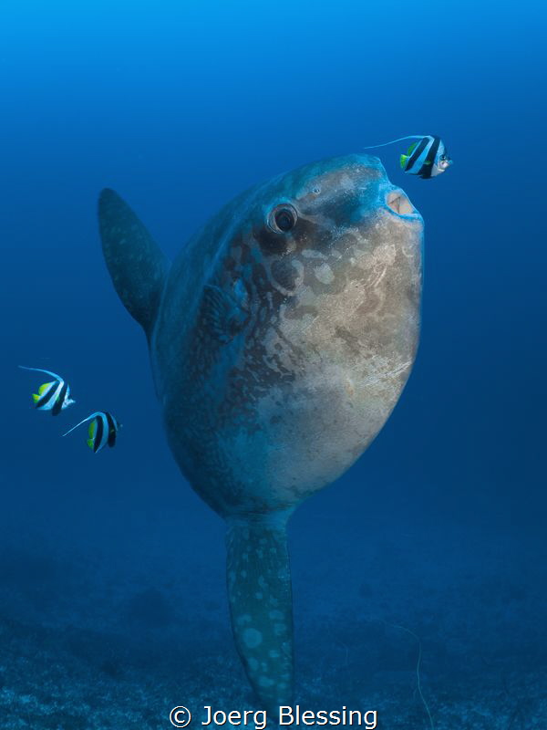 Mola Ramsay by Joerg Blessing 
