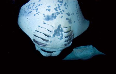 Mantas overhead by Andy Lerner 