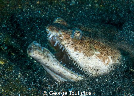 Scary Jaws!!! by George Touliatos 