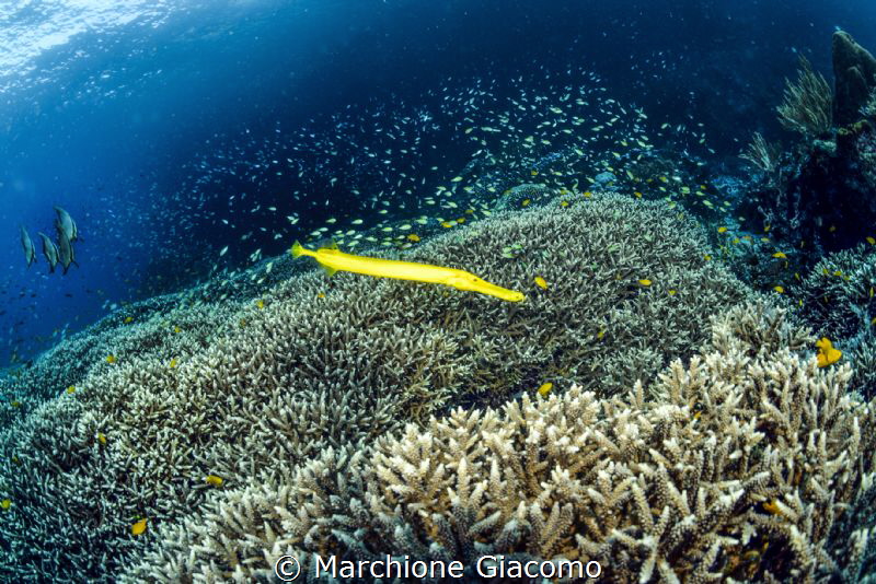 The coral sea . Raja Ampat . Indonesia .
nikon D800E , 1... by Marchione Giacomo 