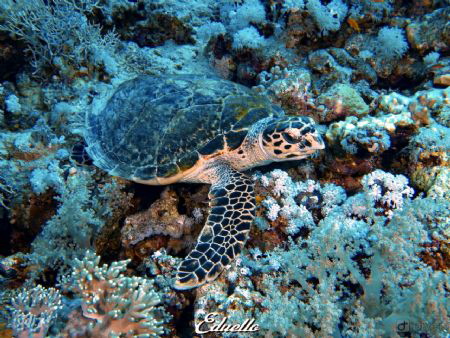 Always around, turtles by Eduard Bello 