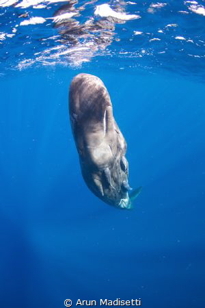 Hitchhikers, Sperm Whale calves are capable of diving to ... by Arun Madisetti 
