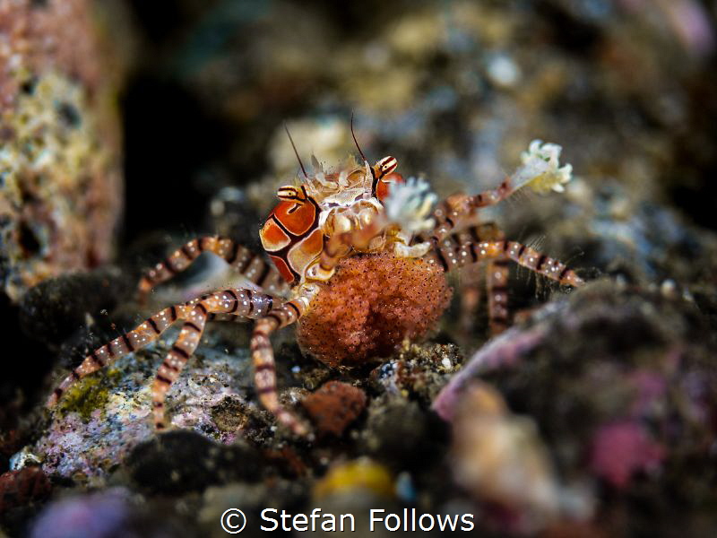 Crabby Mama

Pom Pom Crab - Lybia tessellata

Amed, B... by Stefan Follows 