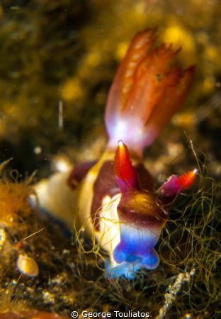 Grazing Nudie!!! by George Touliatos 
