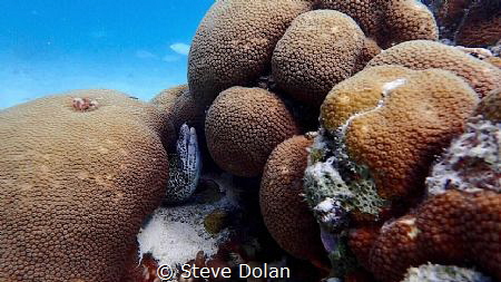 Spotted Moray just off shore in st. Thomas. Taken with Ol... by Steve Dolan 