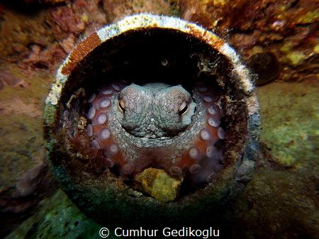 Octopus vulgaris by Cumhur Gedikoglu 